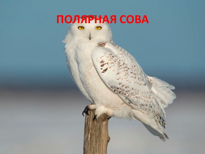 Презентация для старшей группы "Полярная сова" - Учебники, Презентации и Подготовка к Экзаменам для Школьников на Klass-Uchebnik.com