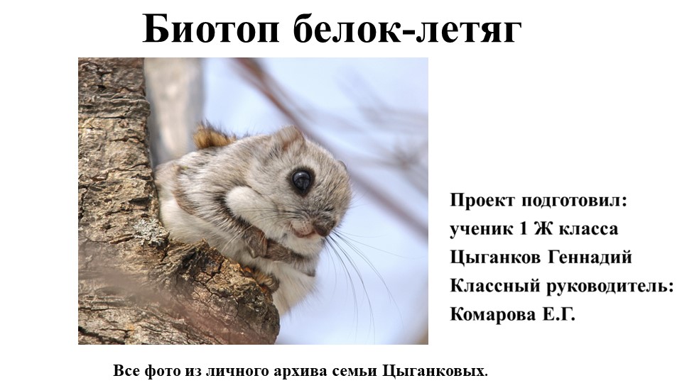 Исследовательская работа Биотоп белок-летяг - Учебники, Презентации и Подготовка к Экзаменам для Школьников на Klass-Uchebnik.com