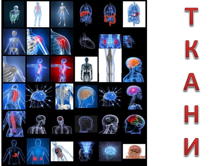 Презентация "Ткани человека - анатомия". - Учебники, Презентации и Подготовка к Экзаменам для Школьников на Klass-Uchebnik.com