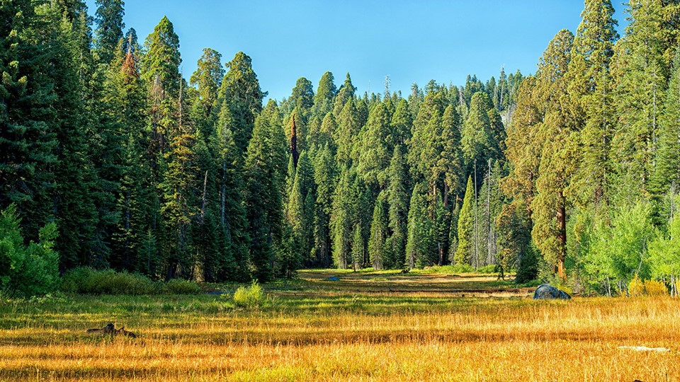 Презентация к уроку по окружающему миру тема: "Жизнь леса" - Учебники, Презентации и Подготовка к Экзаменам для Школьников на Klass-Uchebnik.com