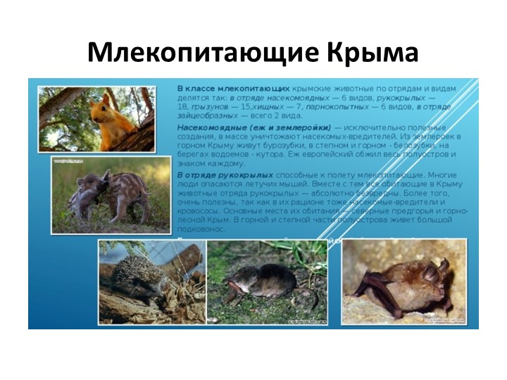 Презентация по внеурочной деятельности "Крымоведение" "Млекопитающие Крыма" Учебники, Презентации и Подготовка к Экзаменам для Школьников на Klass-Uchebnik.com
