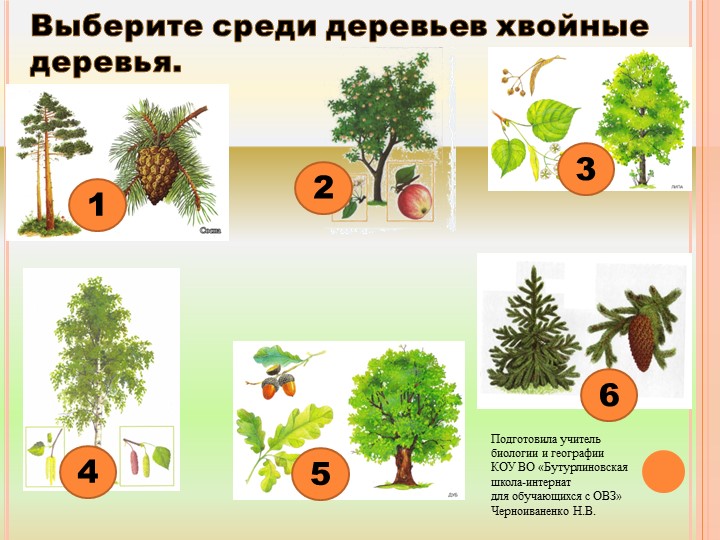 Презентация по биологии на тему "Кустарники: бузина, лещина, шиповник" - Учебники, Презентации и Подготовка к Экзаменам для Школьников на Klass-Uchebnik.com
