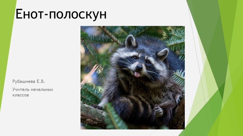 Презентация по окружающему миру "Енот полоскун" Учебники, Презентации и Подготовка к Экзаменам для Школьников на Klass-Uchebnik.com