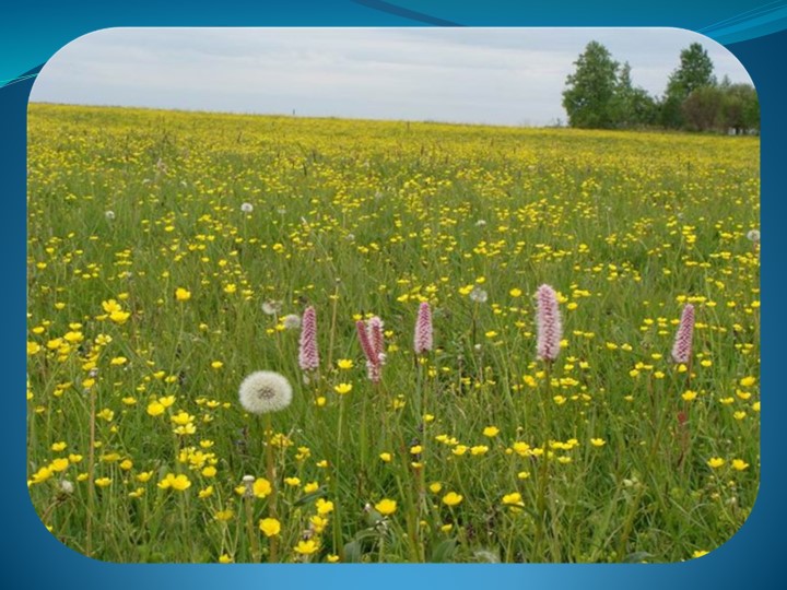 Презентация "Жизнь в пресных водоемах" Учебники, Презентации и Подготовка к Экзаменам для Школьников на Klass-Uchebnik.com