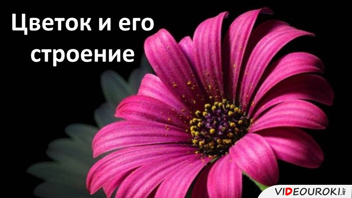 Урок презентация "Строение цветка" Учебники, Презентации и Подготовка к Экзаменам для Школьников на Klass-Uchebnik.com
