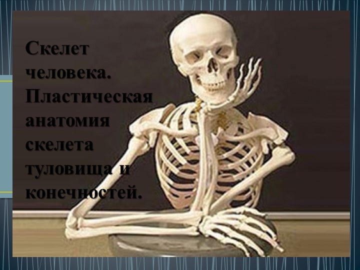 Презентация "Скелет туловища человека" - Учебники, Презентации и Подготовка к Экзаменам для Школьников на Klass-Uchebnik.com