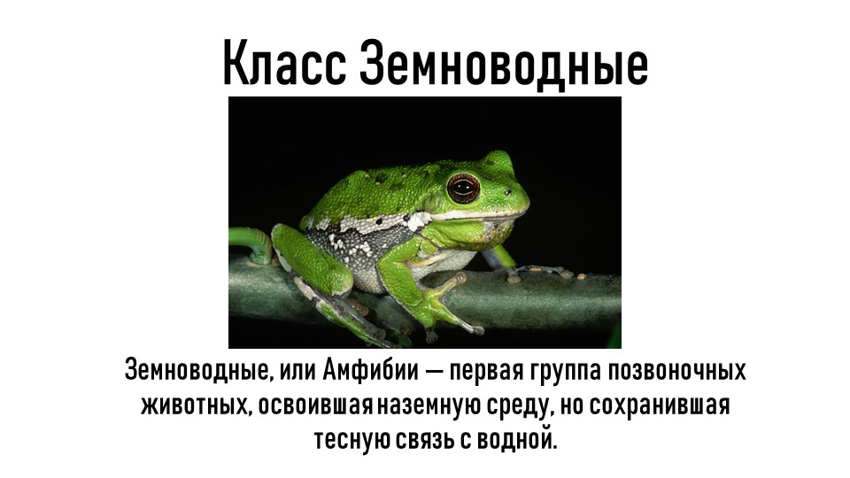 Вопросы по земноводным 7 класс с ответами. Шпаргалка по классу земноводные ОГЭ.