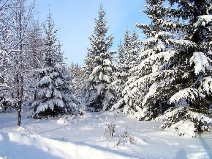 Открытый урок "Падежи имён существительных" - Учебники, Презентации и Подготовка к Экзаменам для Школьников на Klass-Uchebnik.com