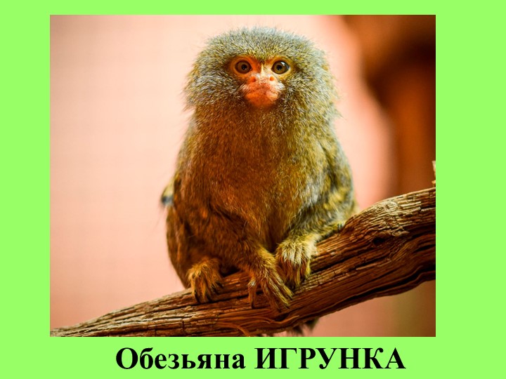 Презентация по внеурочной деятельности "Обезьяна игрунка"( для обучающихся со сниженным интеллектом) - Учебники, Презентации и Подготовка к Экзаменам для Школьников на Klass-Uchebnik.com