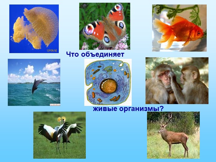 Презентация по биологии на "Белки - основа жизни" - Учебники, Презентации и Подготовка к Экзаменам для Школьников на Klass-Uchebnik.com