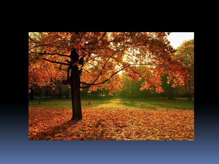 Презентация "Строение и функции стебля" 6 класс Учебники, Презентации и Подготовка к Экзаменам для Школьников на Klass-Uchebnik.com