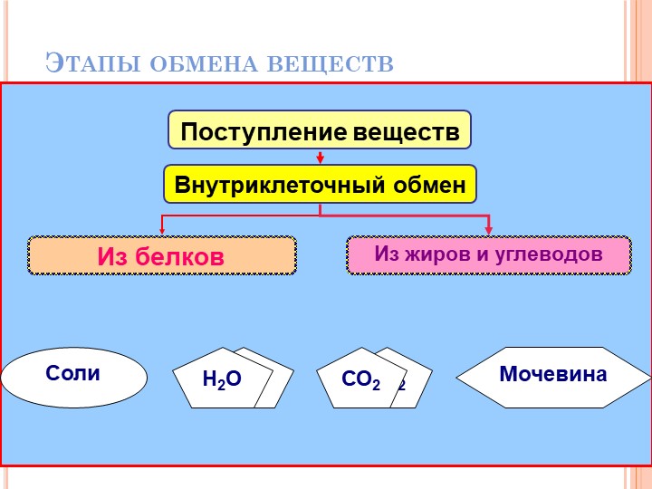 Презентация по биологии на тему "Выделение" Учебники, Презентации и Подготовка к Экзаменам для Школьников на Klass-Uchebnik.com