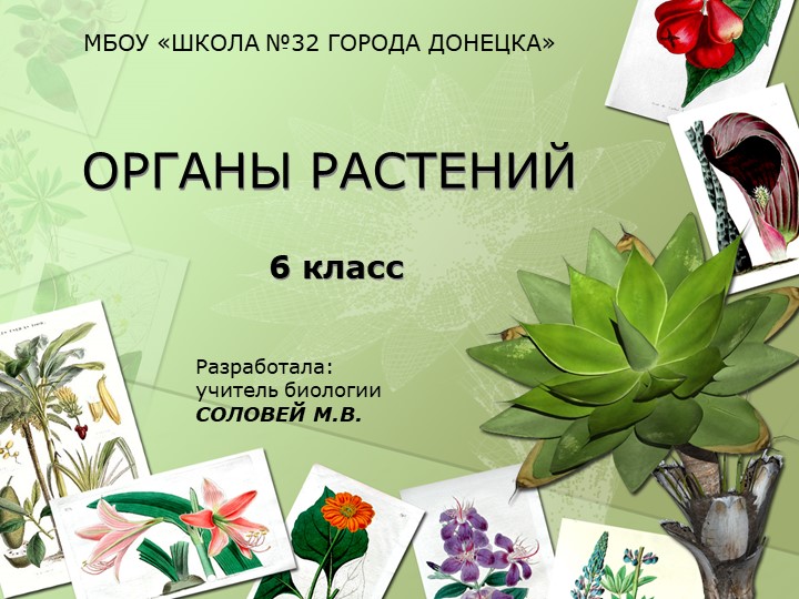 Презентация оп биологии на тему "Органы растений" (6 класс) - Учебники, Презентации и Подготовка к Экзаменам для Школьников на Klass-Uchebnik.com