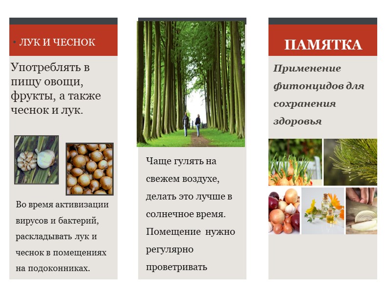 Презентация для составления буклета "Фитонциды" Учебники, Презентации и Подготовка к Экзаменам для Школьников на Klass-Uchebnik.com