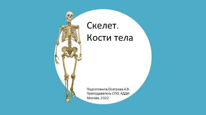 Презентация по пластической анатомии "Скелет. Кости тела" - Учебники, Презентации и Подготовка к Экзаменам для Школьников на Klass-Uchebnik.com