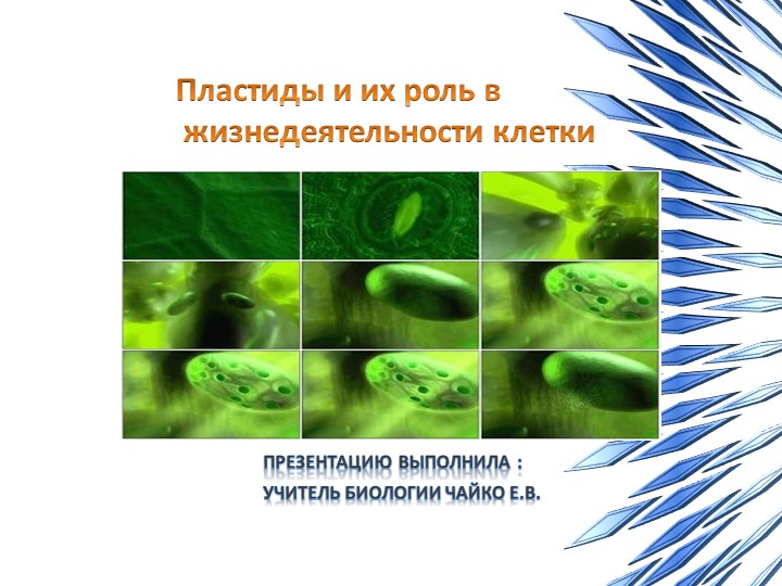 Презентация по биологии "Пластиды и их роль в жизнедеятельности клетки" Учебники, Презентации и Подготовка к Экзаменам для Школьников на Klass-Uchebnik.com
