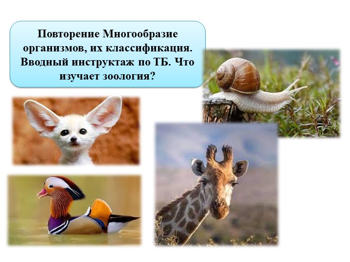 Презентация по биологии "Повторение Многообразие организмов, их классификация. Вводный инструктаж по ТБ. Что изучает зоология? " - Учебники, Презентации и Подготовка к Экзаменам для Школьников на Klass-Uchebnik.com