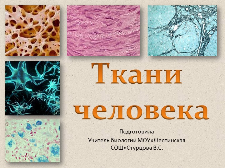 Презентация на тему ткани человека, 8 класс биология - Учебники, Презентации и Подготовка к Экзаменам для Школьников на Klass-Uchebnik.com