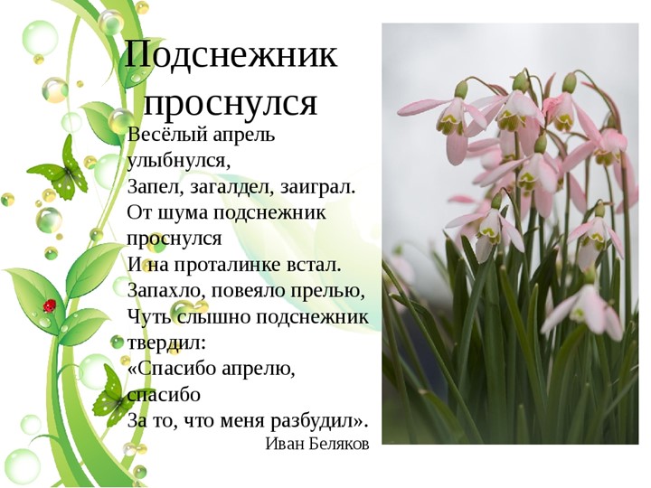 Презентация к уроку "День подснежника" Учебники, Презентации и Подготовка к Экзаменам для Школьников на Klass-Uchebnik.com