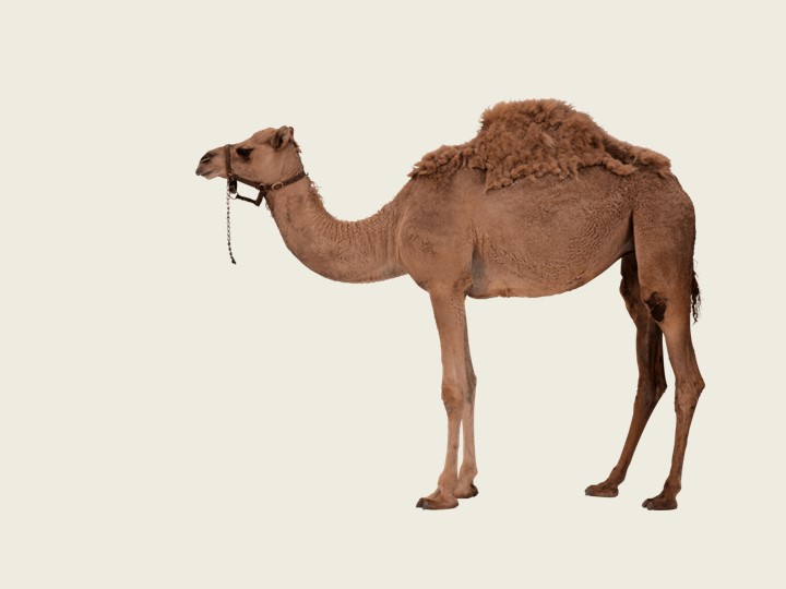 Презентация по башкирскому языку на тему "Животные" (2 класс) Учебники, Презентации и Подготовка к Экзаменам для Школьников на Klass-Uchebnik.com