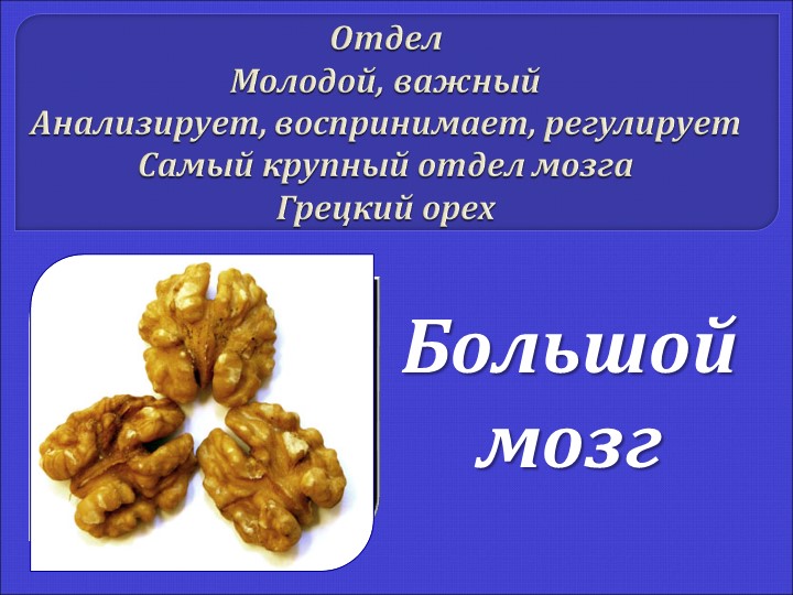Презентация "Строение мозга человека" - Учебники, Презентации и Подготовка к Экзаменам для Школьников на Klass-Uchebnik.com