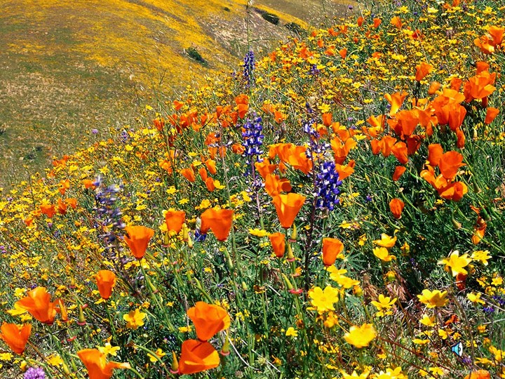 Презентация к ООД по познавательному развитию "Разноцветный вояж" - Учебники, Презентации и Подготовка к Экзаменам для Школьников на Klass-Uchebnik.com