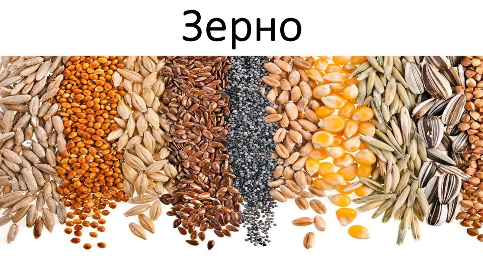 Презентация по товароведению пищевых продуктов "Зерно" Учебники, Презентации и Подготовка к Экзаменам для Школьников на Klass-Uchebnik.com