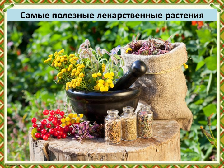 Презентация по биологии "Лекарственные травы" (5-7 классы) - Учебники, Презентации и Подготовка к Экзаменам для Школьников на Klass-Uchebnik.com