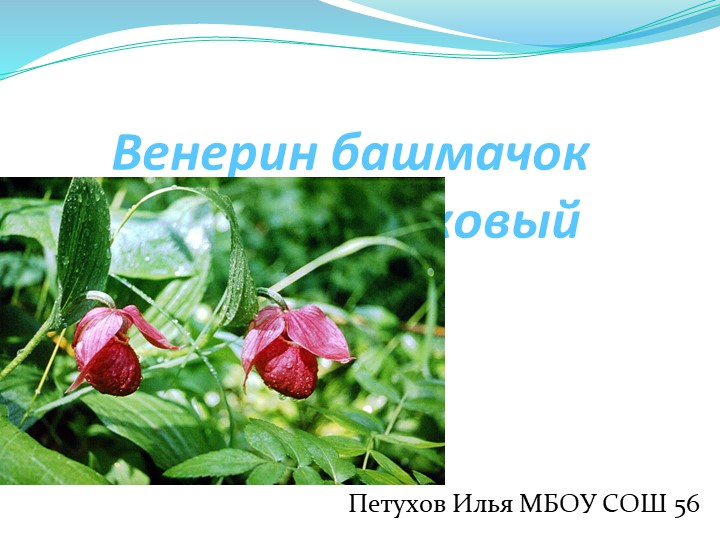 Презентация "Венерин башмачок" Орхидные Учебники, Презентации и Подготовка к Экзаменам для Школьников на Klass-Uchebnik.com