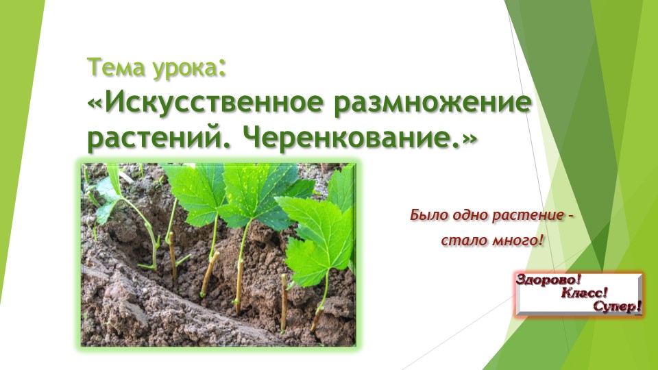 Презентация к уроку по ботанике "Искусственное размножение растений. Черенкование" (СПО, профессия "Рабочий зеленого строительства") - Учебники, Презентации и Подготовка к Экзаменам для Школьников на Klass-Uchebnik.com