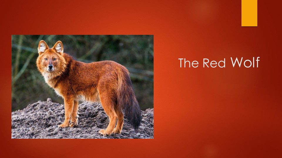 Презентация "The Red Wolf" Учебники, Презентации и Подготовка к Экзаменам для Школьников на Klass-Uchebnik.com