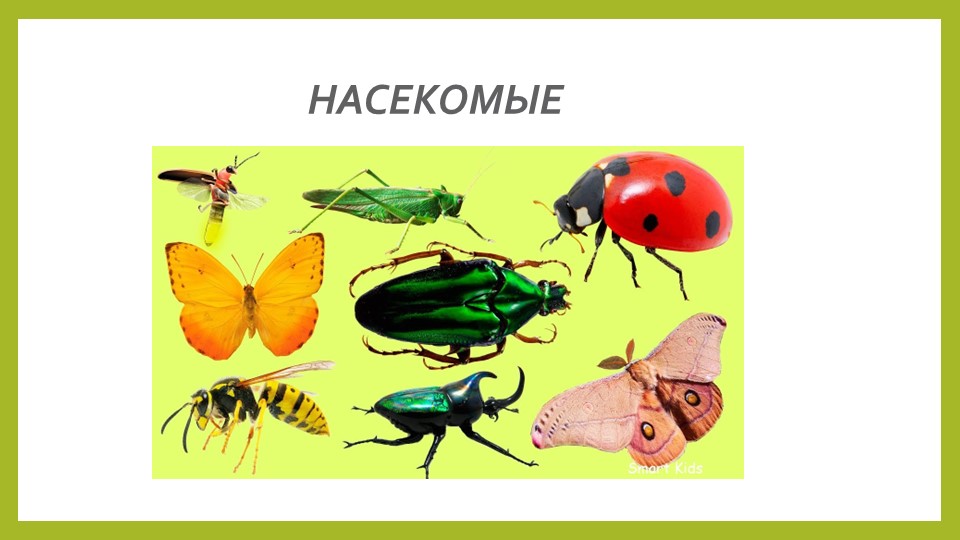 Презентация на тему "Насекомые" к занятию по ознакомлению с окружающим миром" детей старшего дошкольного возраста - Учебники, Презентации и Подготовка к Экзаменам для Школьников на Klass-Uchebnik.com