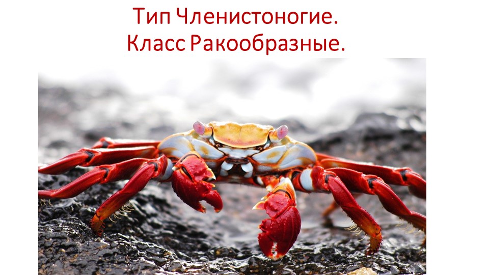 Презентация по биологии на тему "Класс Ракообразные" - Учебники, Презентации и Подготовка к Экзаменам для Школьников на Klass-Uchebnik.com