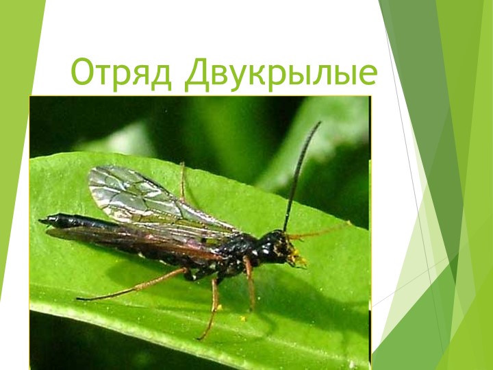 Прямокрылые. Презентация 7 класс Учебники, Презентации и Подготовка к Экзаменам для Школьников на Klass-Uchebnik.com