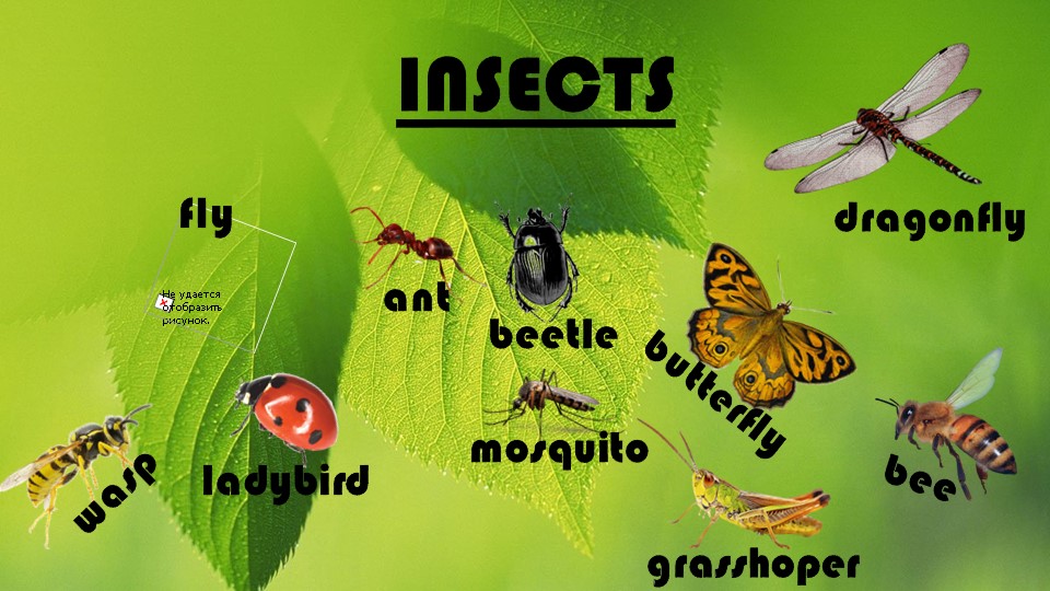 Презентация к уроку Insects учебник Spotlight 5 - Учебники, Презентации и Подготовка к Экзаменам для Школьников на Klass-Uchebnik.com