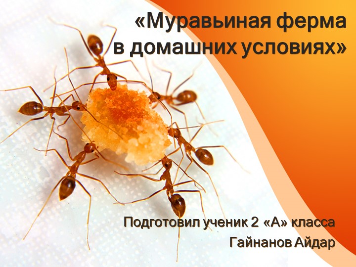 Презентация "Моя муравьиная ферма" - Учебники, Презентации и Подготовка к Экзаменам для Школьников на Klass-Uchebnik.com