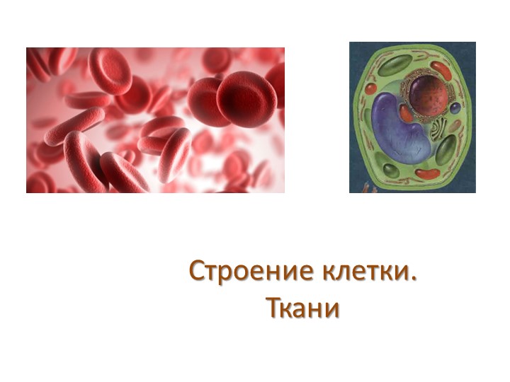 Презентация по биологии на тему "Строение клетки. Ткани" (5 класс) ФГОС - Учебники, Презентации и Подготовка к Экзаменам для Школьников на Klass-Uchebnik.com