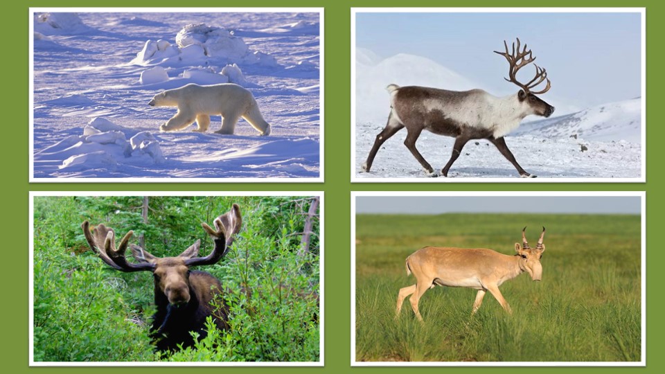 Презентация по географии на тему"Природные зоны России. Арктическая пустыня. Тундра. Лесотундра." 8 класс - Учебники, Презентации и Подготовка к Экзаменам для Школьников на Klass-Uchebnik.com