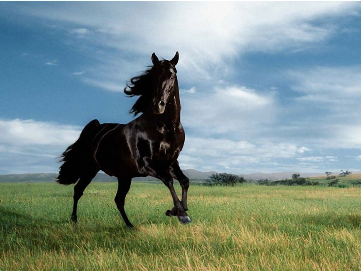 Презентация "Конь - верный друг казака" - Учебники, Презентации и Подготовка к Экзаменам для Школьников на Klass-Uchebnik.com