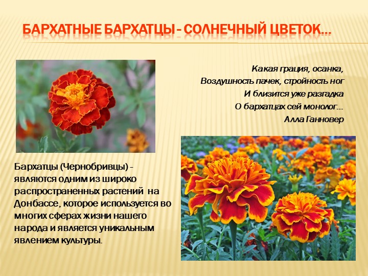 Презентация "Бархатные бархатцы - солнечный цветок…" Учебники, Презентации и Подготовка к Экзаменам для Школьников на Klass-Uchebnik.com