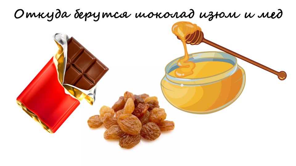 Откуда берутся шоколад, мёд и изюм 1 класс - Учебники, Презентации и Подготовка к Экзаменам для Школьников на Klass-Uchebnik.com