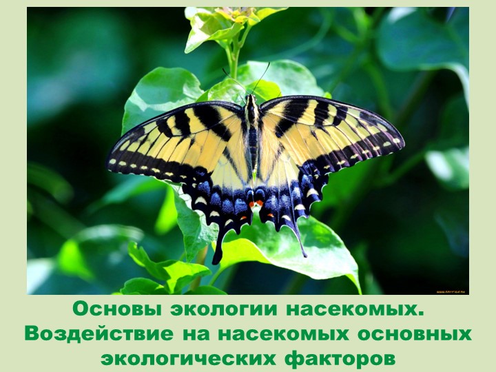 Основы экологии насекомых. Воздействие на насекомых основных экологических факторов Учебники, Презентации и Подготовка к Экзаменам для Школьников на Klass-Uchebnik.com