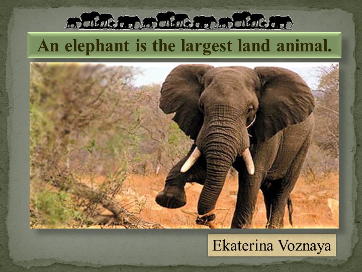 Презентация по английскому языку по теме"Слоны" - Учебники, Презентации и Подготовка к Экзаменам для Школьников на Klass-Uchebnik.com