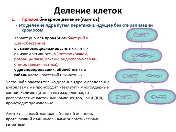 Презентация для 11 класса"Деление клеток" Учебники, Презентации и Подготовка к Экзаменам для Школьников на Klass-Uchebnik.com