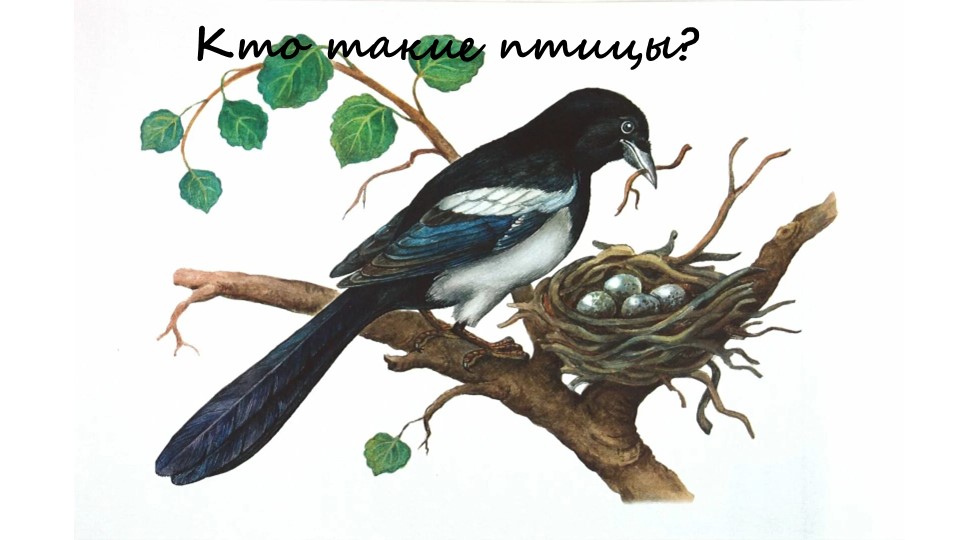 Кто такие птицы 1 кл Учебники, Презентации и Подготовка к Экзаменам для Школьников на Klass-Uchebnik.com