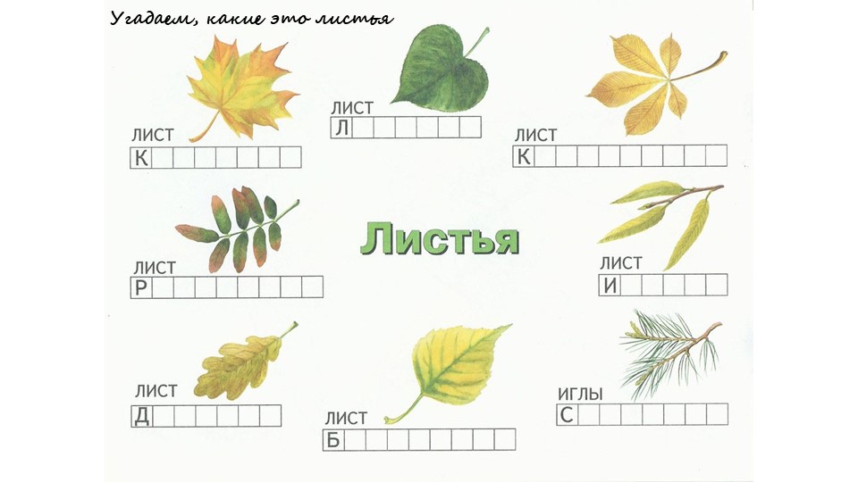 Окружающий мир Что такое хвойники - Учебники, Презентации и Подготовка к Экзаменам для Школьников на Klass-Uchebnik.com