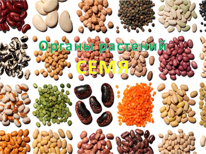 Презентация по биологии "Органы растений. Семя." (6 класс) - Учебники, Презентации и Подготовка к Экзаменам для Школьников на Klass-Uchebnik.com