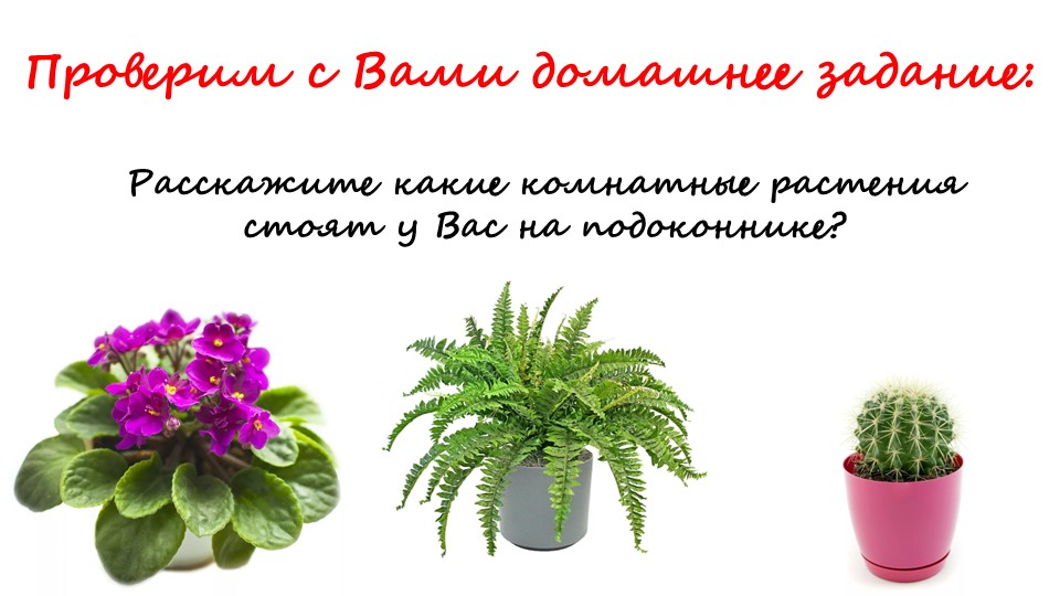 Что растёт на клумбе - Учебники, Презентации и Подготовка к Экзаменам для Школьников на Klass-Uchebnik.com