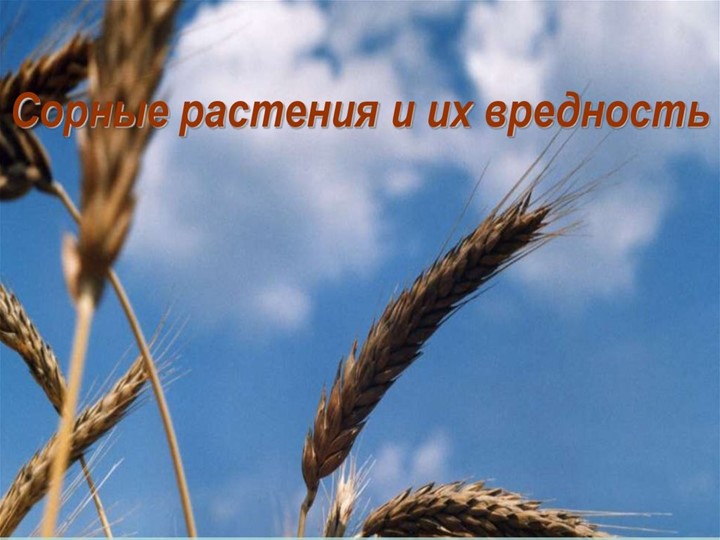 Презентация на тему "Сорные растения и их вредность" Учебники, Презентации и Подготовка к Экзаменам для Школьников на Klass-Uchebnik.com
