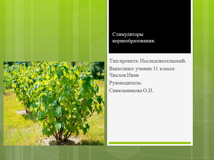 Презентация к проекту "Стимуляторы корнеобразования" Учебники, Презентации и Подготовка к Экзаменам для Школьников на Klass-Uchebnik.com